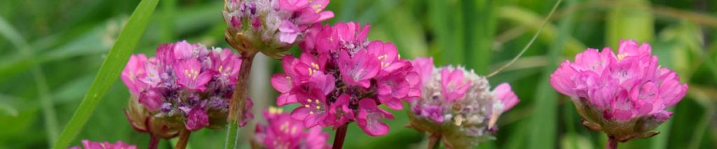 armeria