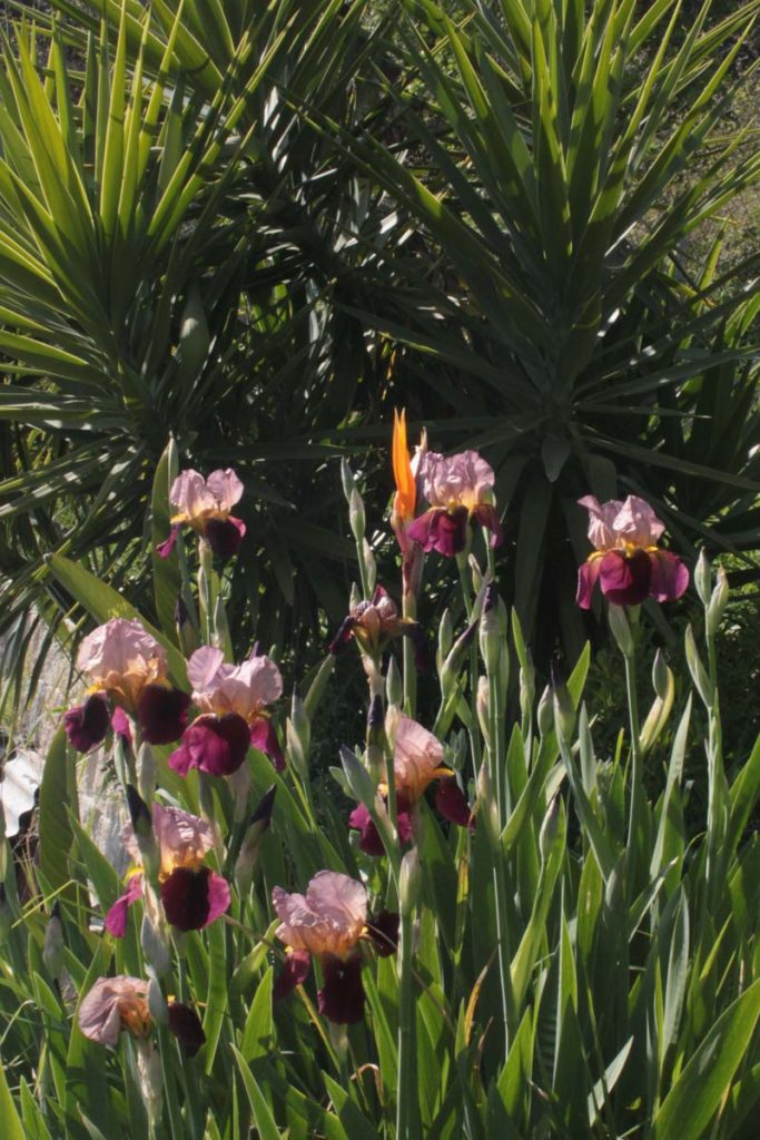 iris barbata strelizia