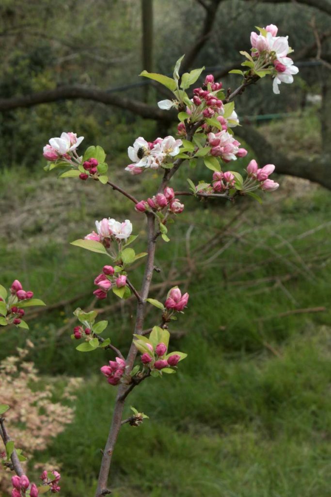 Fiori melo da fiore