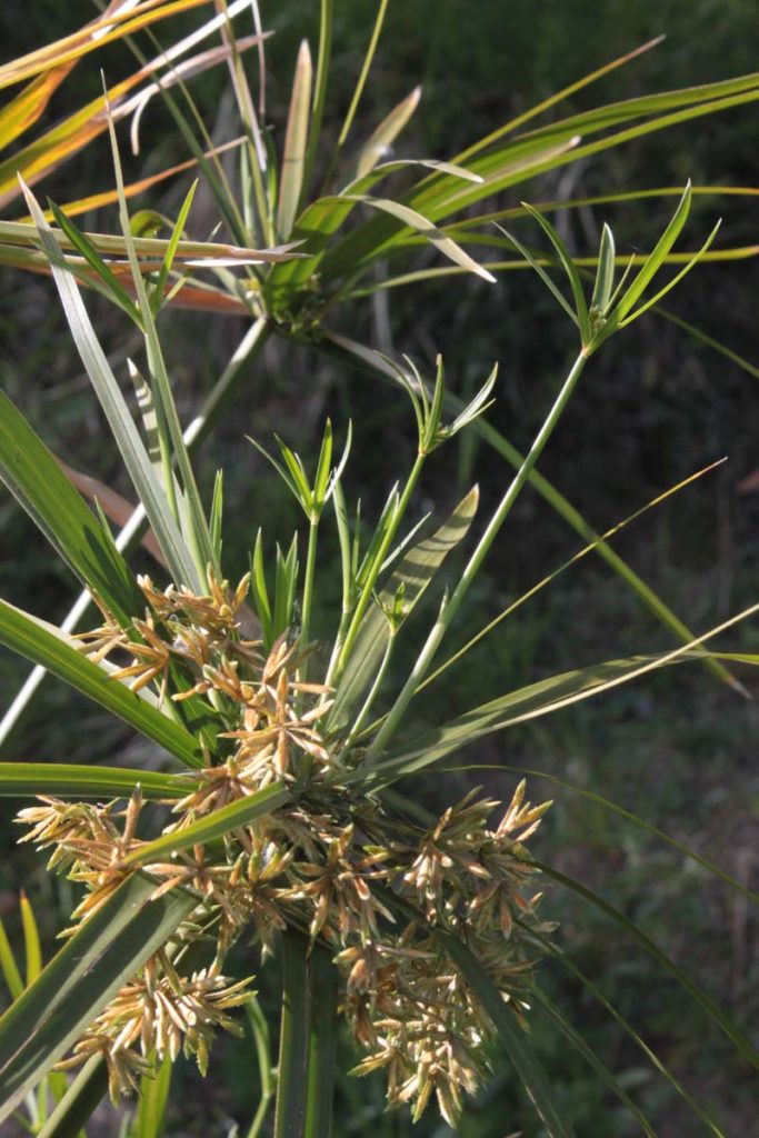 papiro