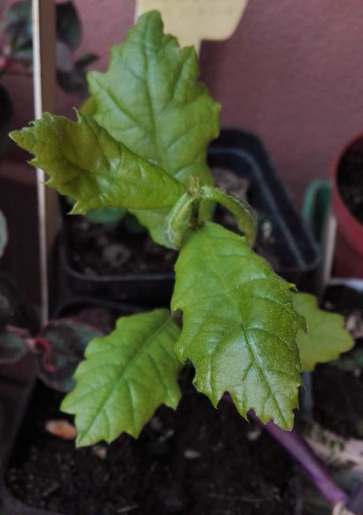 roverella piantina