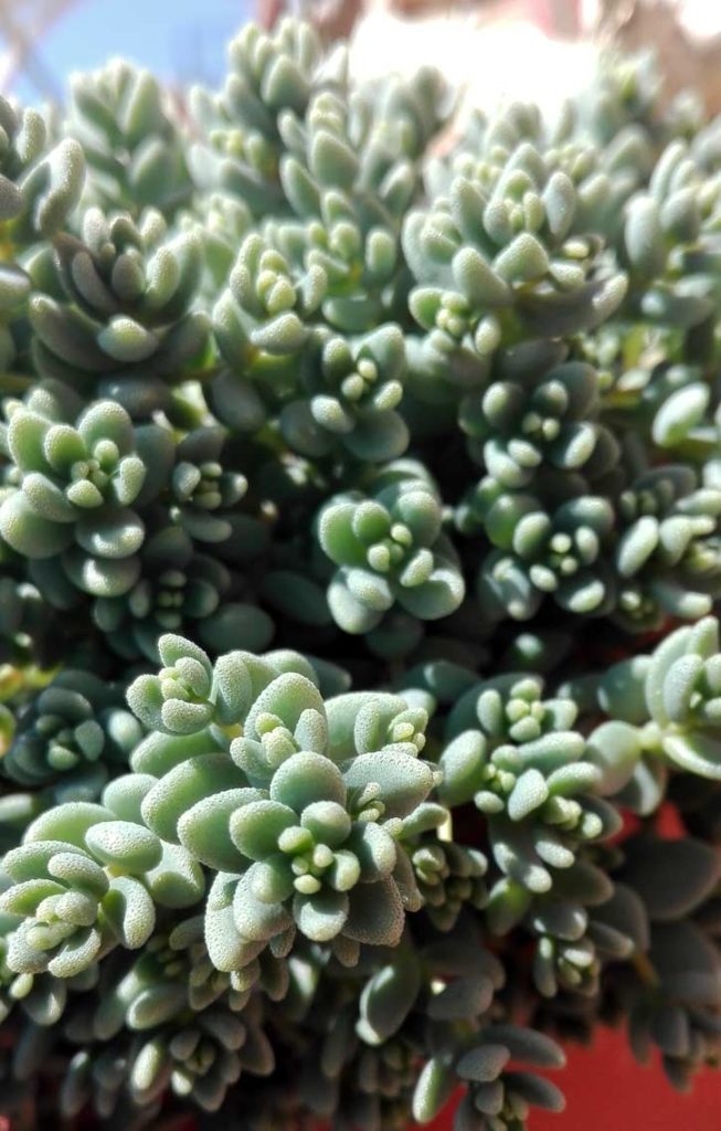 sedum foglie