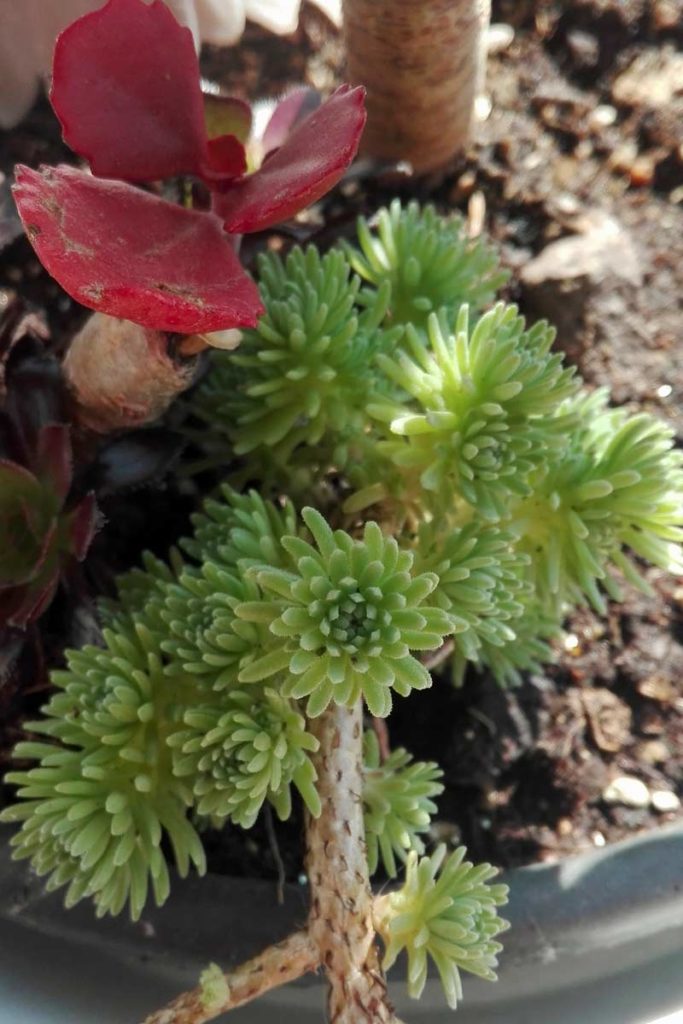 sedum multiceps