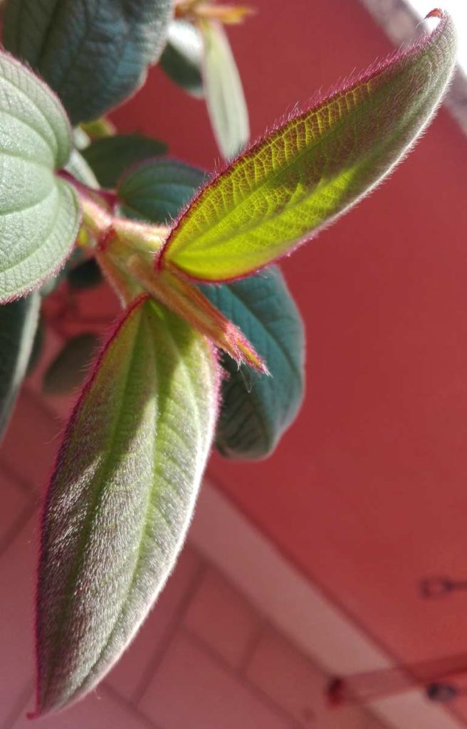 tibuchina foglia