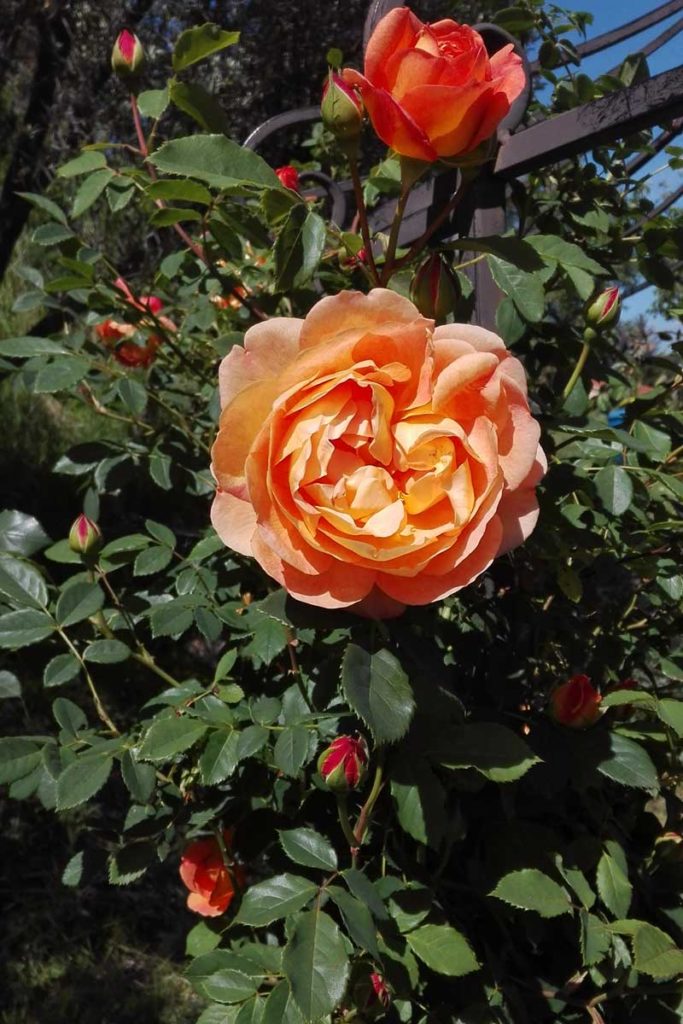rosa lady of Shalott