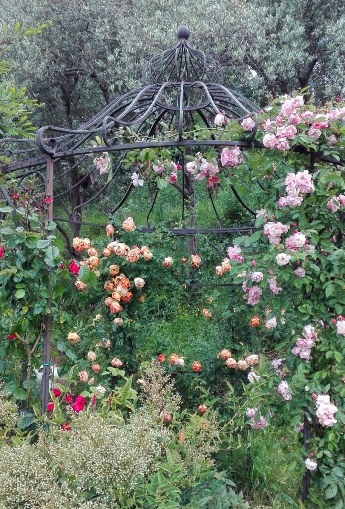 rose gazebo