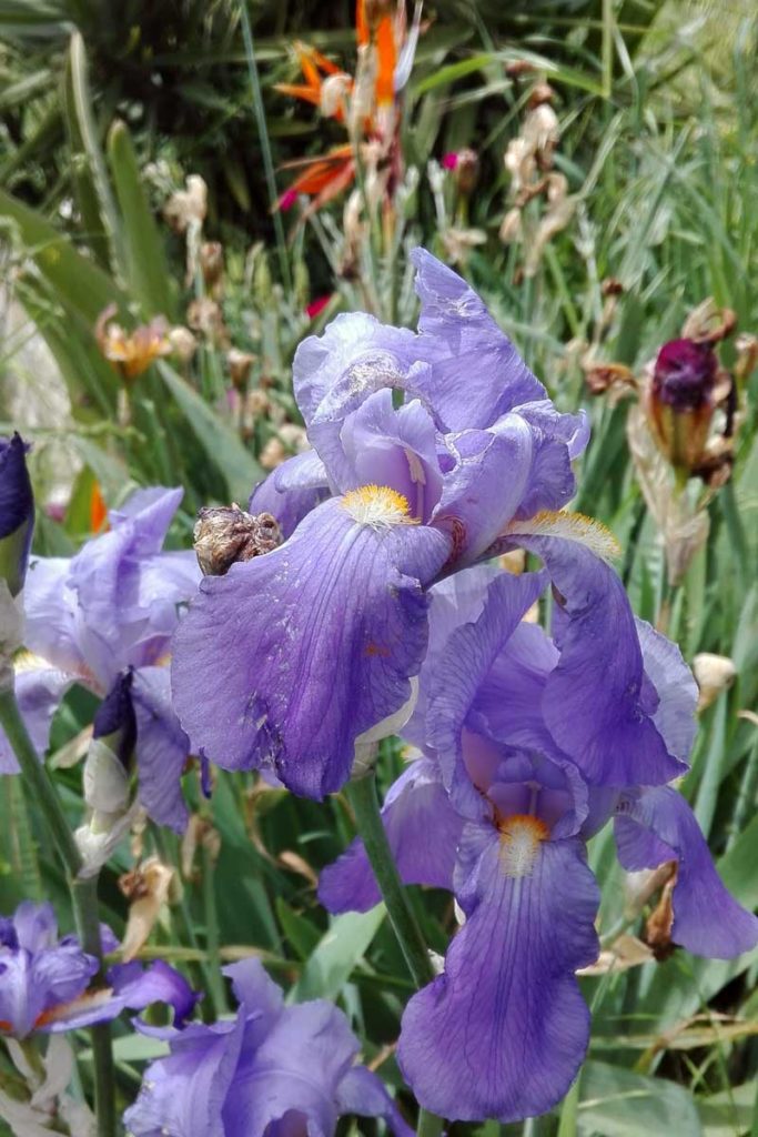 iris barbata fiore