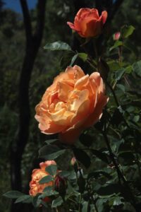 rose rampicanti
