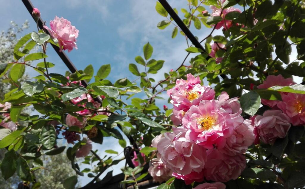rosa gazebo