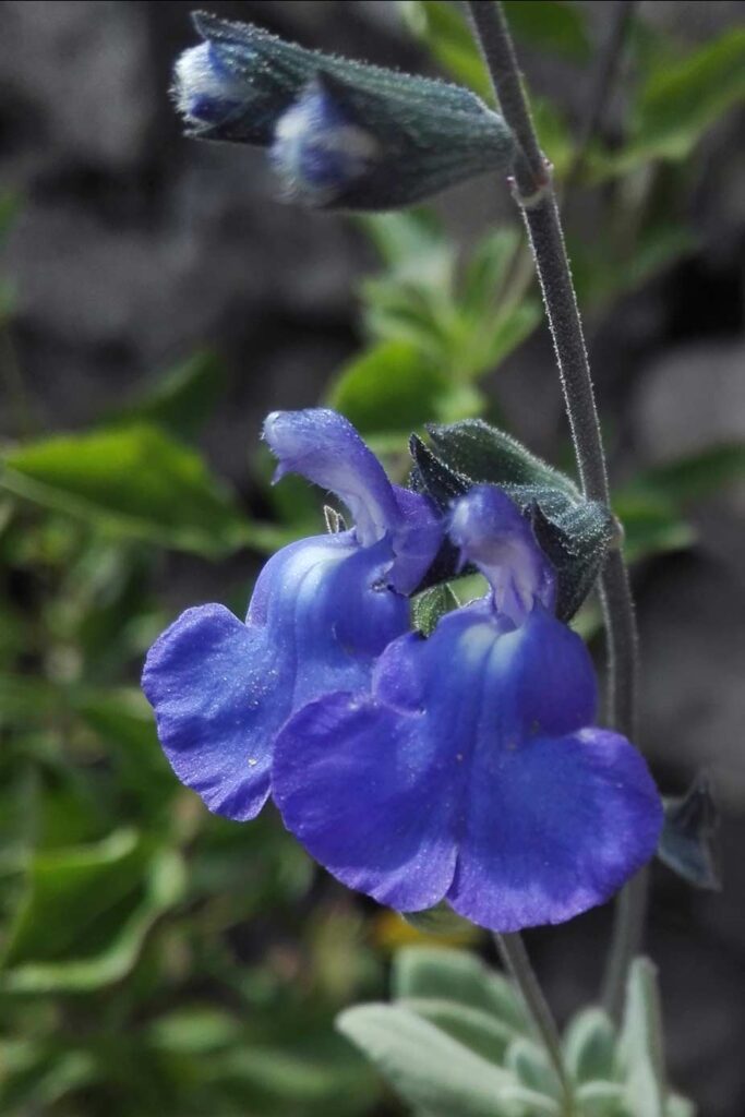 salvia fiore blu