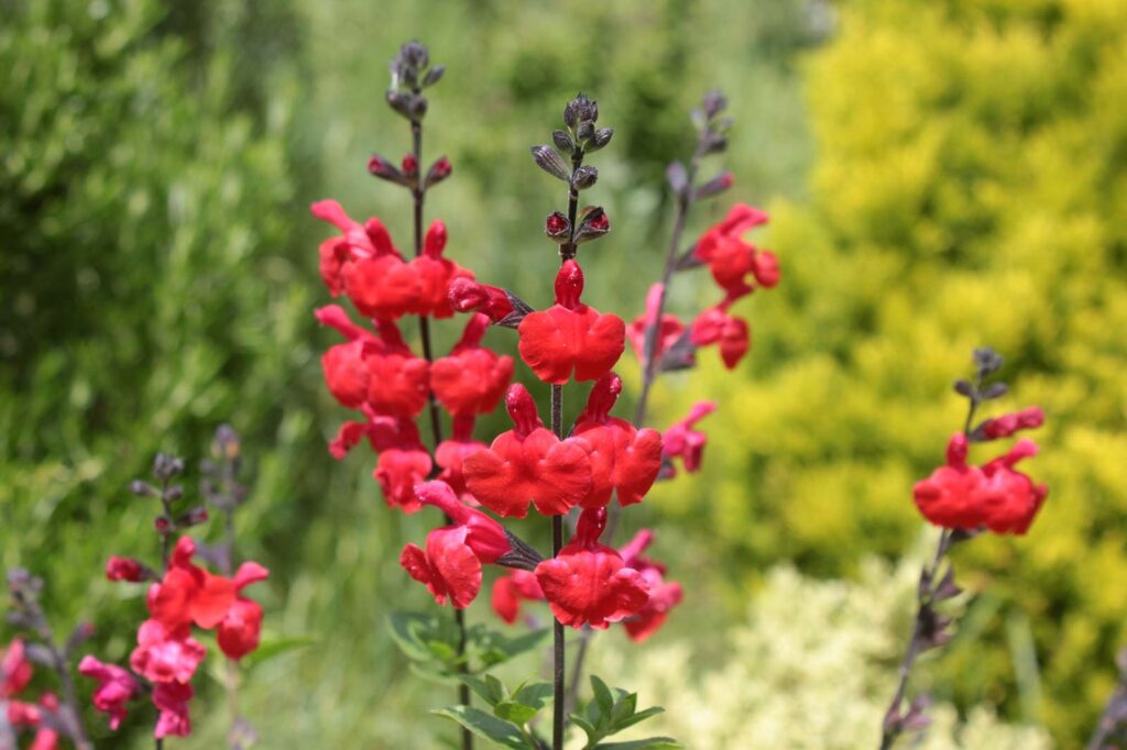 fiori salvia greggii rossi