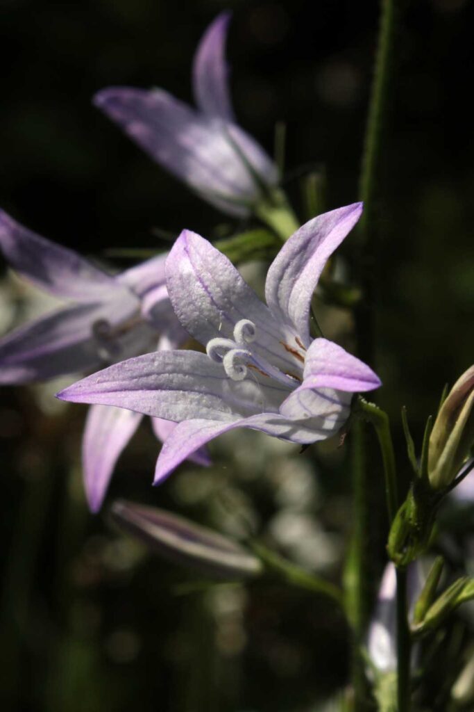 viola spontanea