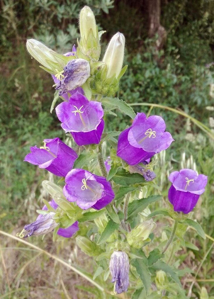 Viole spontanee