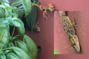 Geco sul  balcone