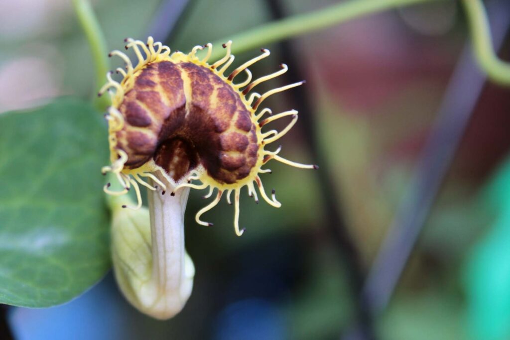 Aristoochia fimbriata
