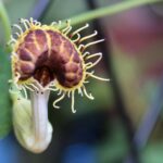 Aristoochia fimbriata