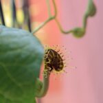 Aristolochia