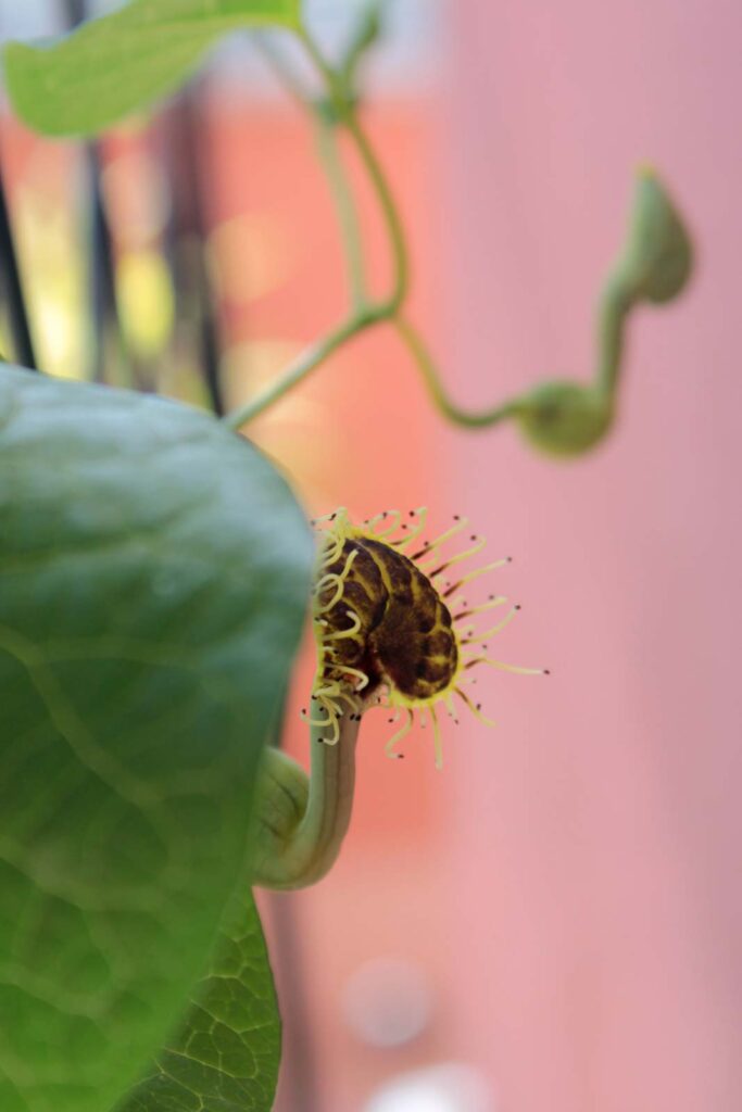 Aristolochia