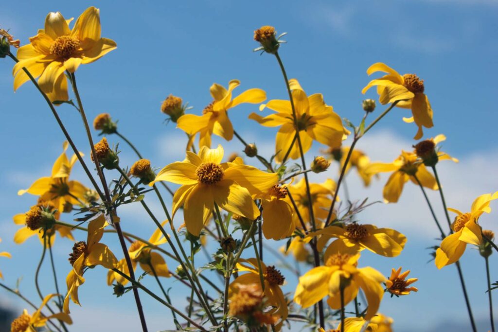 Fiori di bidens