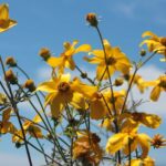 Fiori di bidens