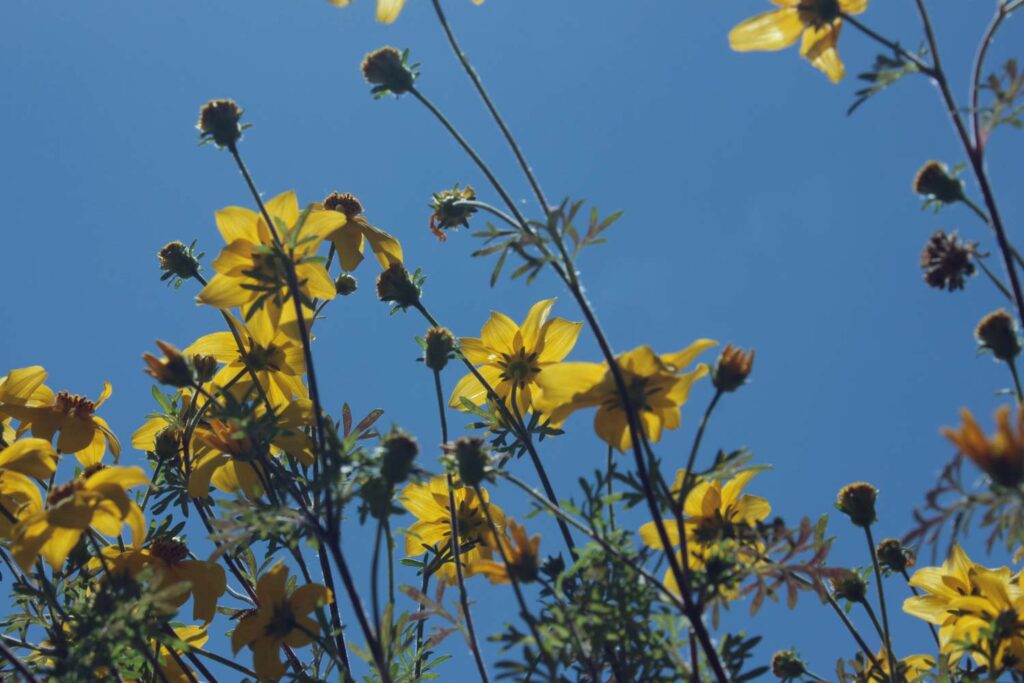 fiori di bidens