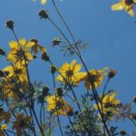fiori di bidens