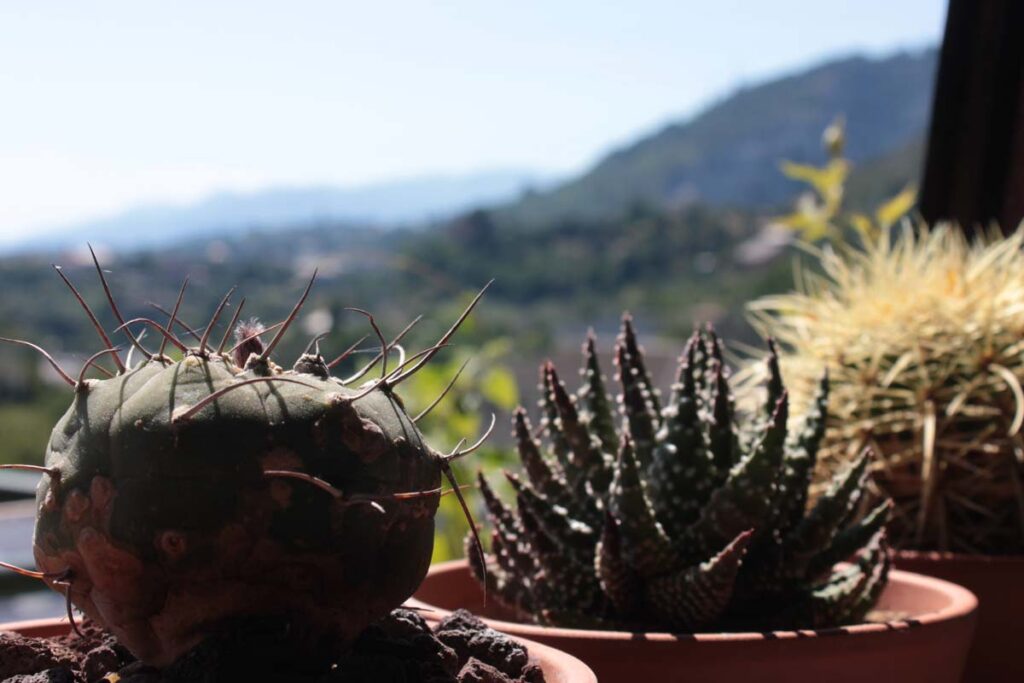 succulente