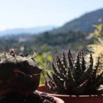 succulente