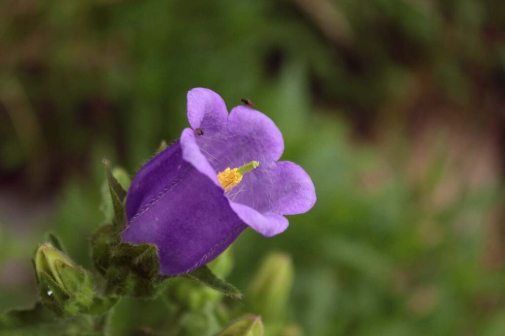 Fiore campanula