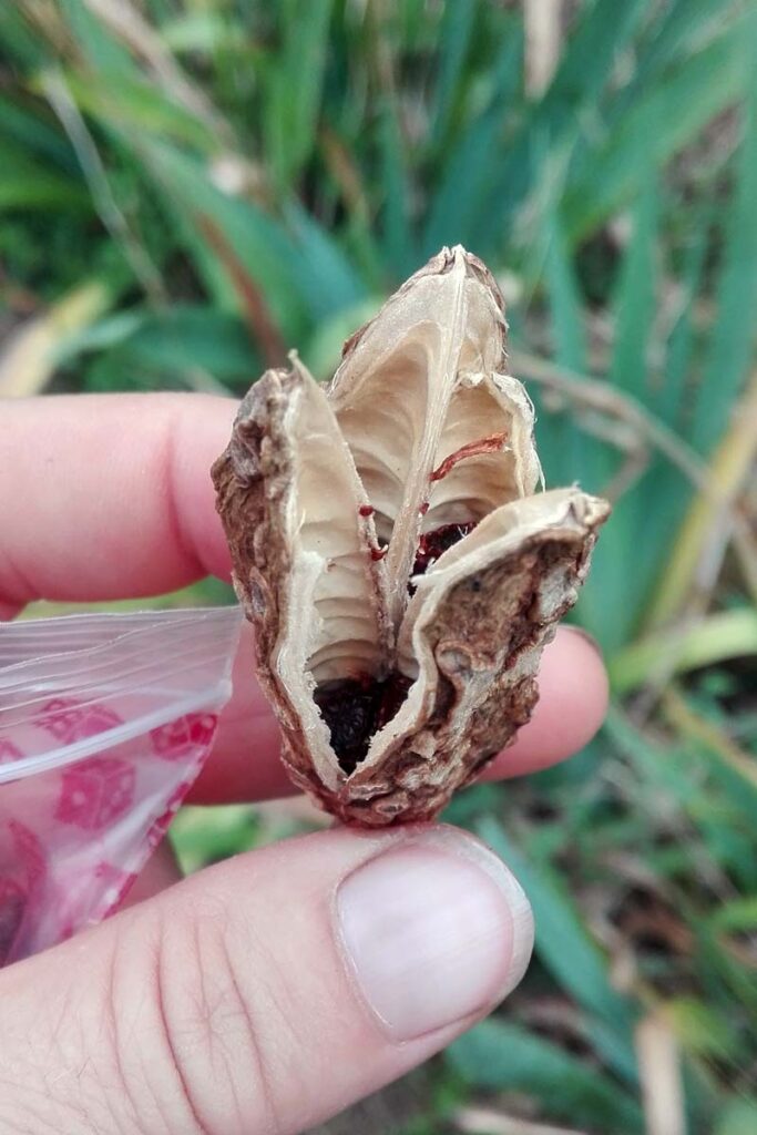 capsula semi iris