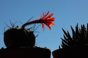 Matucana e Haworthia