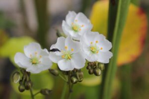fiori drosere
