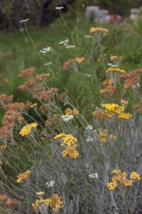 fioritura elicriso