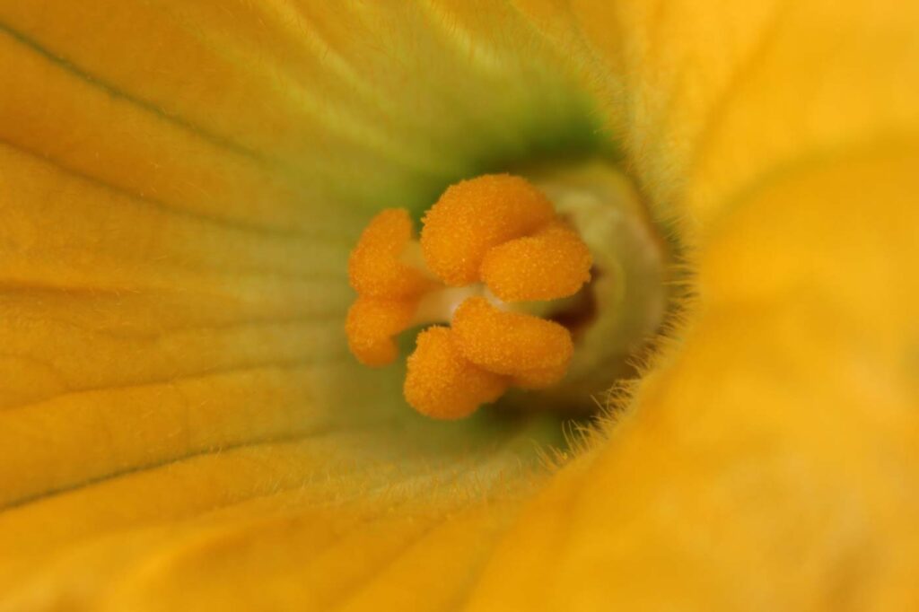 particolare fiore zucchino