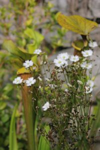 fiori drosere