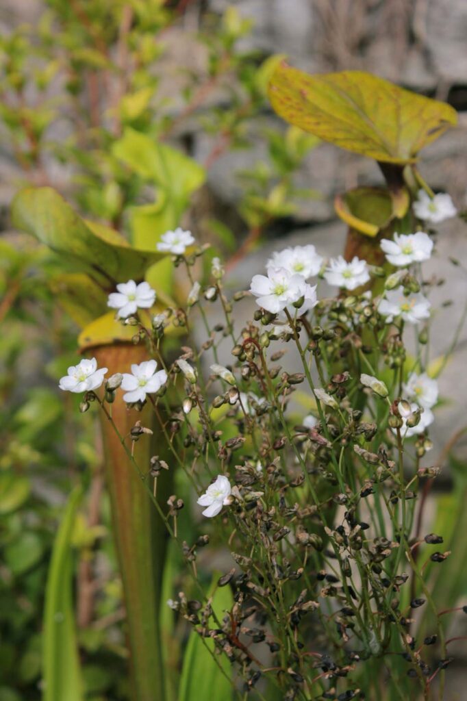 fiori drosere