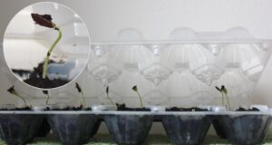 Germinazione Mandevilla