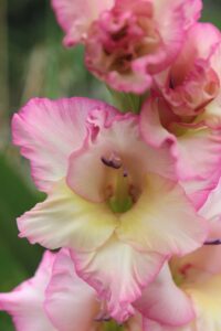 fiori gladiolo
