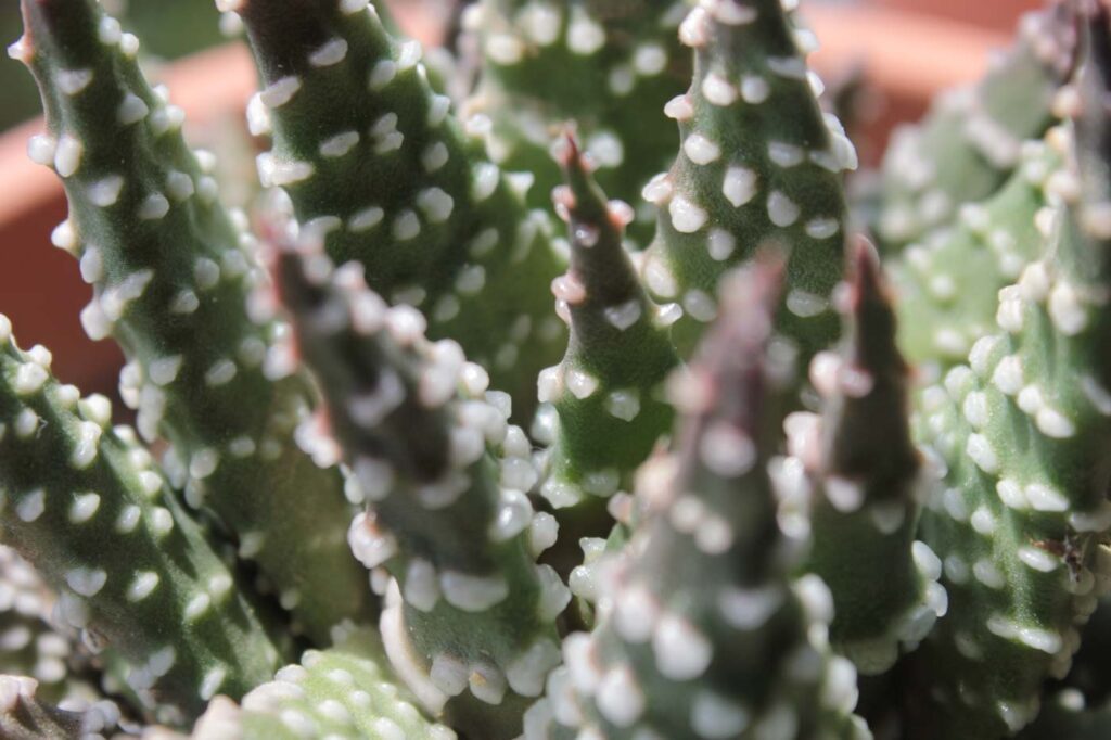 Haworthia