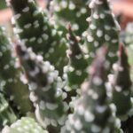Haworthia