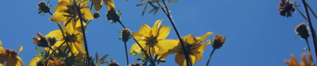 header fiori bidens