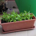 Plantule di mandevilla