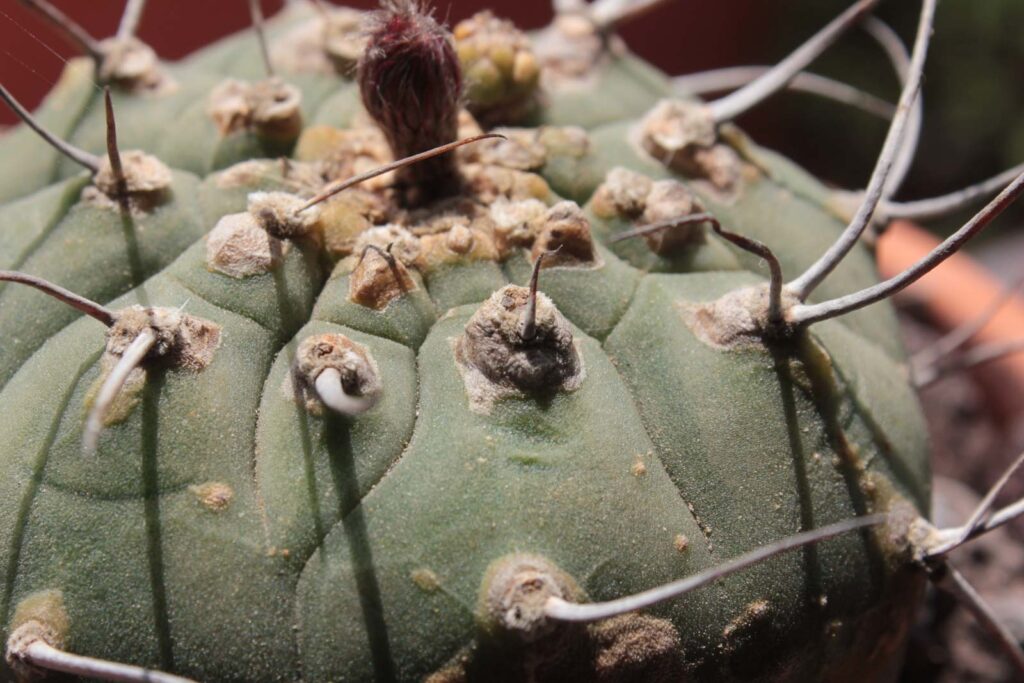 Matucana