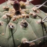 Matucana