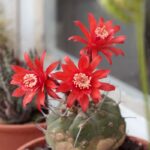fiori matucana