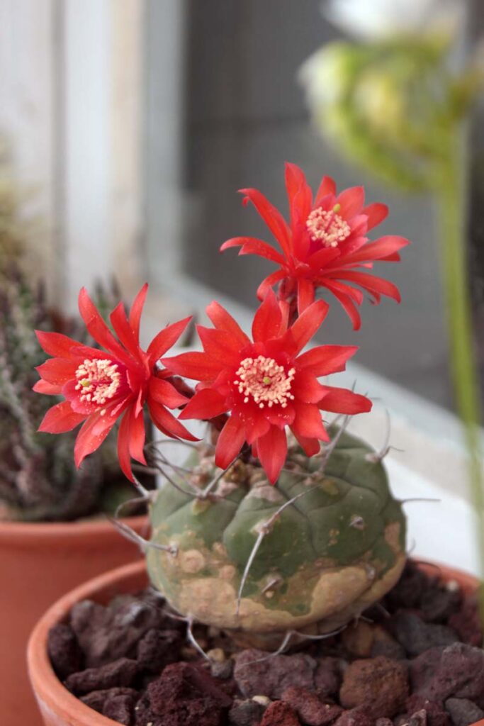 fiori matucana