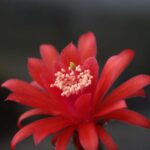 fiore matucana