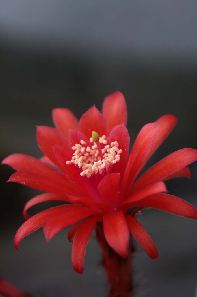 fiore matucana