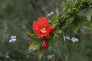fiore melograno