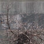 passerotti